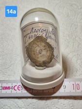 versteinertrs Holz SACHSEN