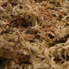 150g Sphagnum Moos