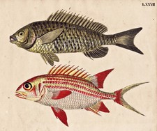 fish Fisch Fische großschuppige Bodian Sogo Lithographie Strack 1826