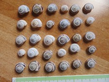 30 mini Schneckenhäuser Schneckenhaus Basteln Dekoration Aquarium Terrarium