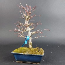 Bonsai fächerahorn acer - bonsai,
