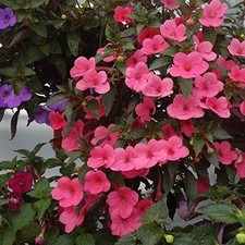 Pretty Imported Achimenes Pink