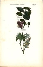 Antike Handkolorierte Lithographie Grafik 19 Jh. Pflanzen, Blumen