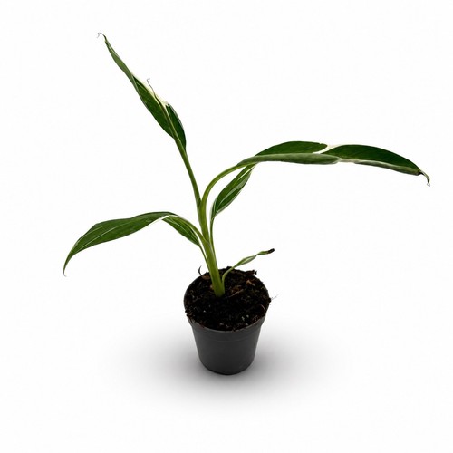 Musa variegata - musa,