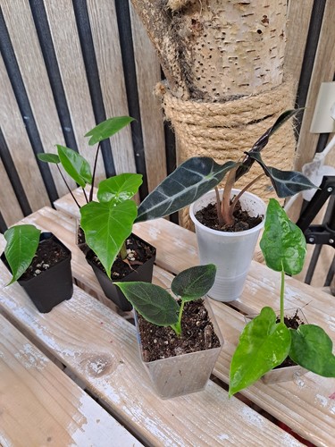 Alocasia jungpflanzen paket - alocasia,