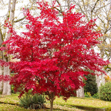 Acer palmatum Atropurpureum  Roter Fächer Ahorn winterhart