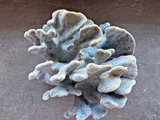 Große blaue Deko-Koralle