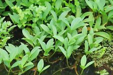 5x Fieberklee Teichpflanzen schöne einheimische Blühflanzen für jeden Teich