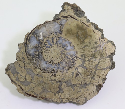 Ammonit pleuroceras jura - sp,,