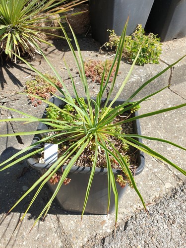 Traum yucca hybride - hybride, mw35-2018
