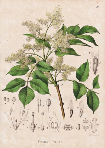 Blumen esche manna ash - manna, baum