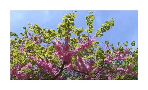 10x cercis siliquastrum - cercis,