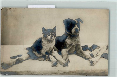 39150266 hund und katze mit - -,