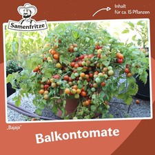 Bajaja Tomatensamen für ca. 15 Pflanzen - pflegeleichte Sorte, Massenertrag