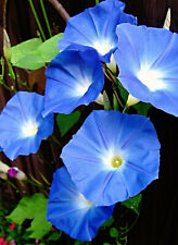 Prunkwinde "Heavenly Blue" Samen, Ipomoea tricolor, Morning glory 
