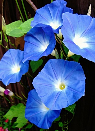 Prunkwinde heavenly blue - prunkwinde, "heavenly