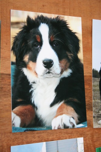 Hunde postkarte von poster - hunde, xxl