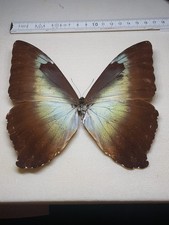 Morpho Cisseis Phanodemus
