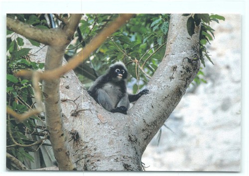 Postkarte brillenlangur - 1,