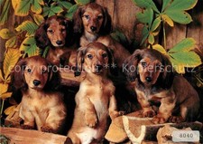 Dackel Dachshund Teckel Hunde dogs Chien Langhaardackel Teckel Dachshund