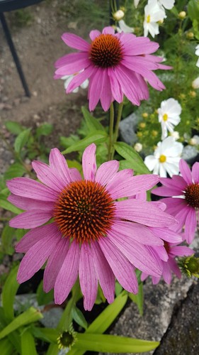 Sonnenhut rosa echinacea - *, *