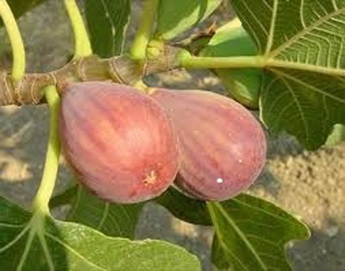 Ficus carica signora rote - carica, 'signora'
