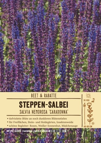 Salvia nemorosa caradonna - salvia,