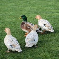 Bruteier - Enten - Zwergenten