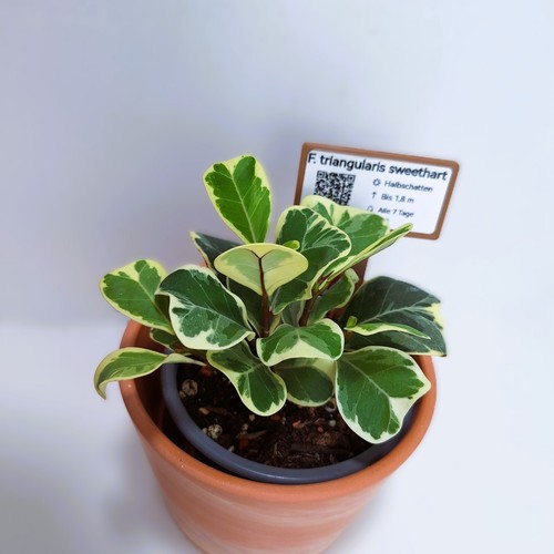 Ficus triangularis
