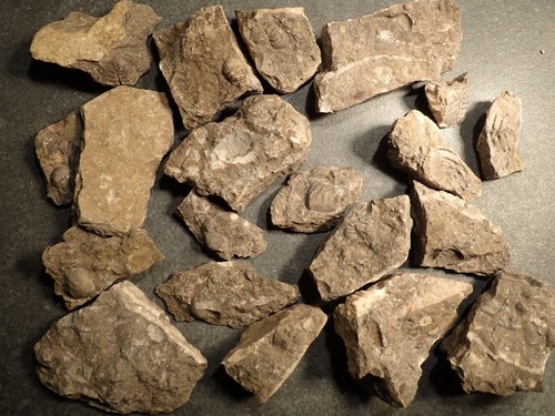 Trilobit häutungsreste - trilobit,