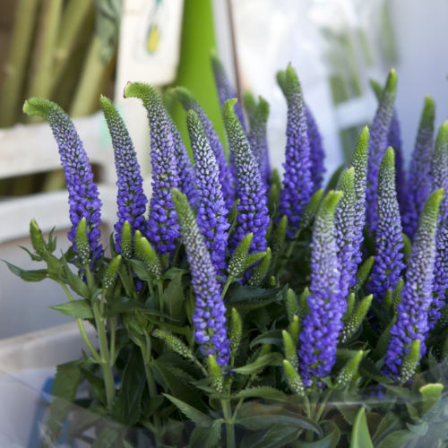 Gute blumen samen blauer - gute,