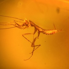 Gottesanbeterin in Burmesisch