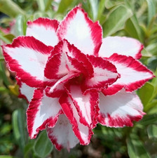 Adenium obesum - Wüstenrose -Ferrary - frisch aus Thailand eingetroffen