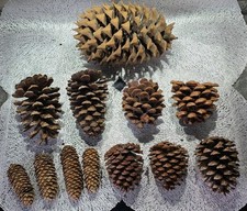 Pinienzapfen Tannenzapfen