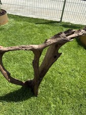 Grosse Wurzel für Aquarium. Sehr Eindrucksvoll