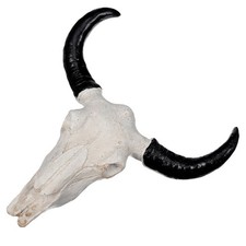  Stierschädel Kuhschädel Mit