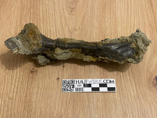 Dinosaurier-Knochen aus dem Atlasgebirge