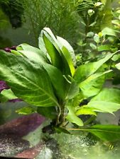 Riesen Wasserfreund Aquariumpflanzen Wasserpflanzen Pflanze Aquarium