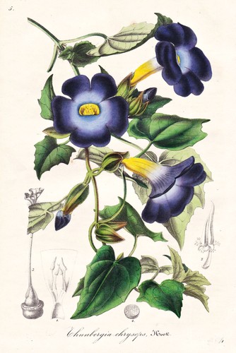 Thunbergia chrysops sierra - thunbergia,