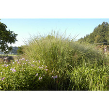 Panicum virgatum 'Cloud Nine'