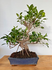 Zimmerbonsai Ficus retusa