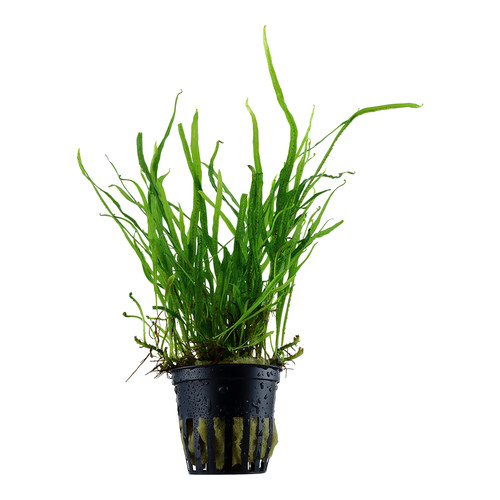 Microsorum pteropus trident - pteropus, 'trident'
