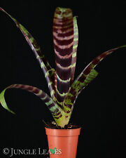 Vriesea splendens | Bromelie für Terrarien roter Blütenstand mittelgroß Epiphyt