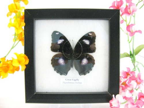 Great eggfly echter - -,