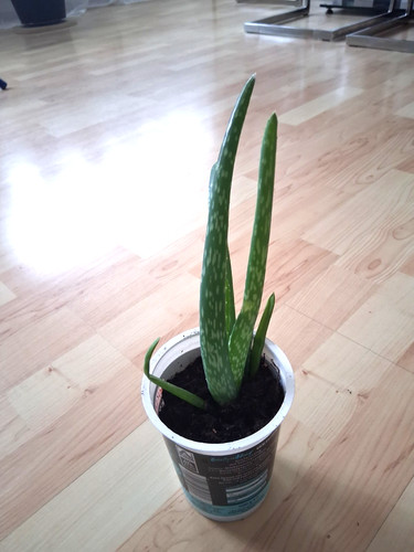 Echte aloe vera pflanze - aloe,