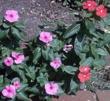 SAMEN Rosafarbenes Zimmer