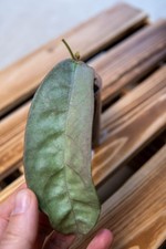 Hoya mitrata Silver Pearl (rooted and growing)