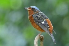 Wandbild: Molliges Braun mit