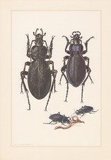 Lederlaufkäfer Carabus coriaceus Farbdruck v. 1959 Violette Laufkäfer Goldleiste