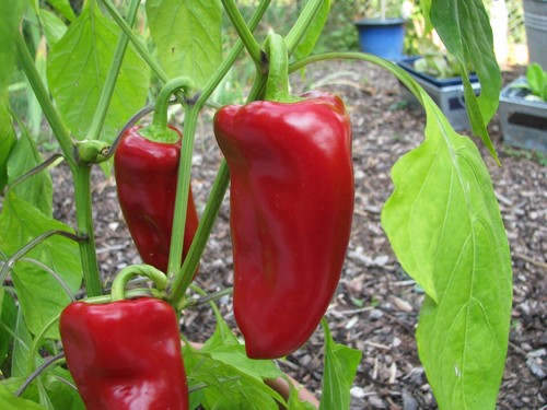 Roter süßer spitzpaprika - süßer, aus